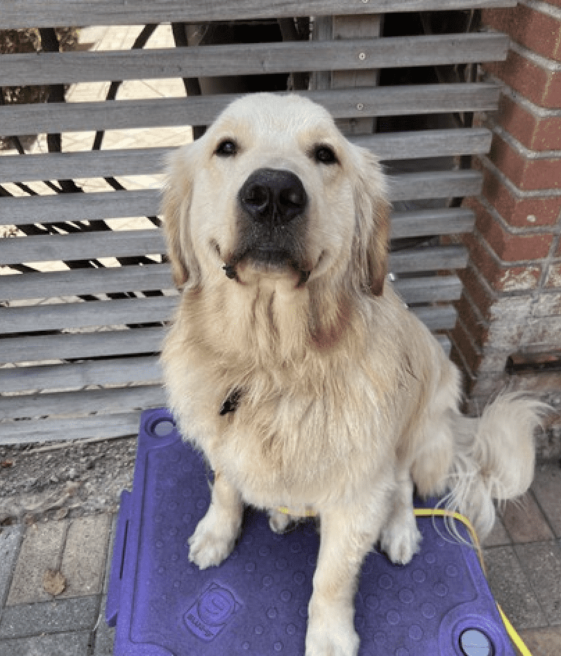 A cream colored Golden Retriever dog is sitting on a purple table, looking at the camera