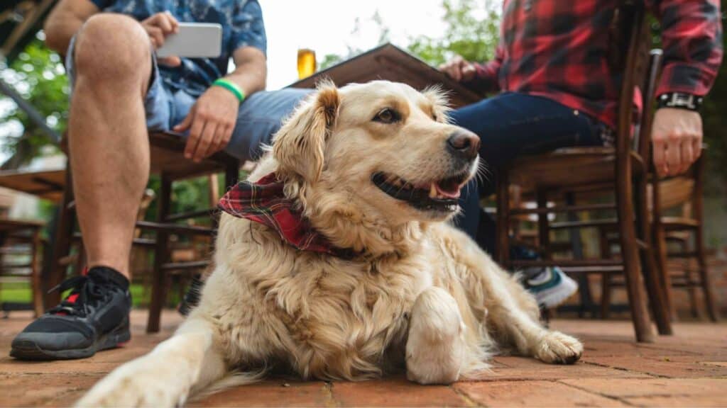 dog at brewery