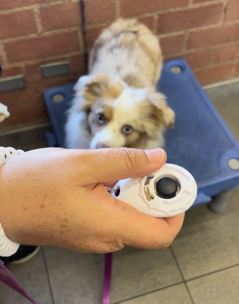 dog clicker