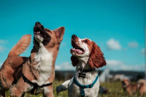 two dogs look towards the sky in dog parks