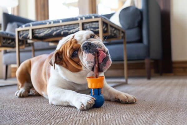 bulldog chewing on a bullystick sitting in a dog treat holder