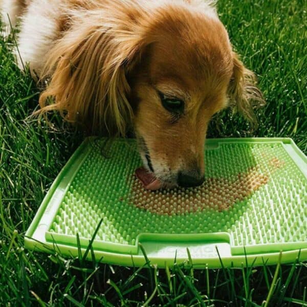 Daschund licking peanut butter off a green silicon mat with ridges