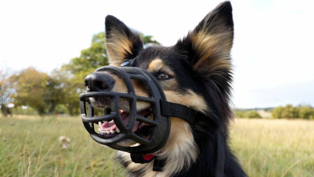 dog muzzle