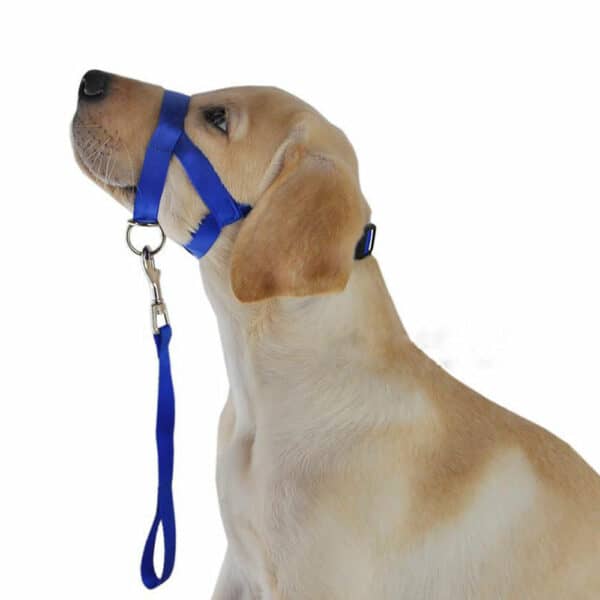 gentle leader harness on the muzzle of a yellow labrador retriever