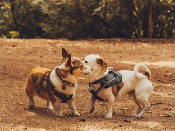 a corgi and a terrier sniff each other's faces in dog parks