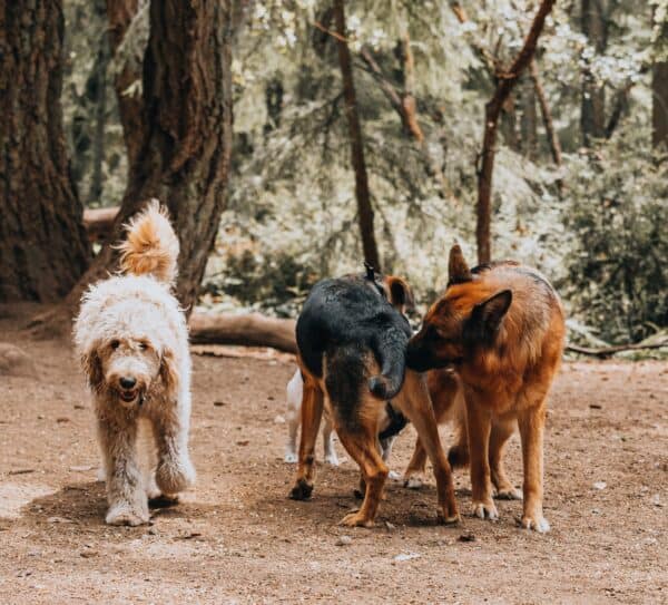 a goldendoodle faces the camera while two shephereds sniff each other's butts in a dog park