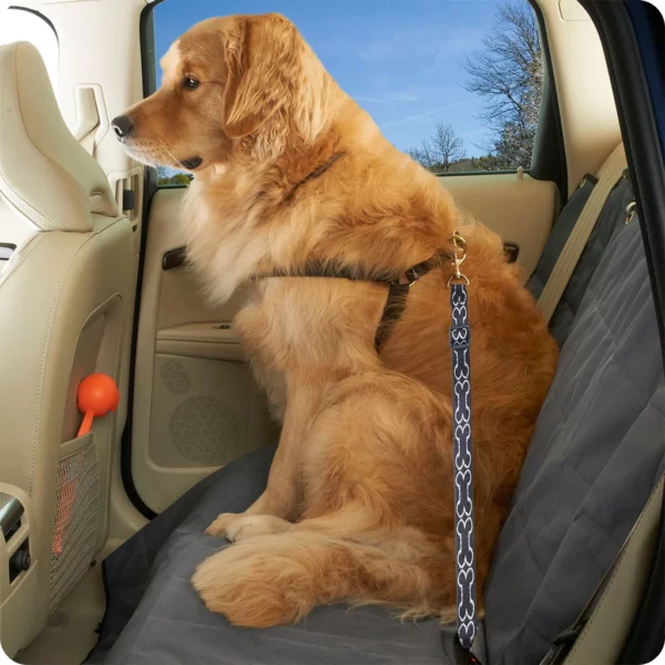 dog tethered to seatbelt in a car