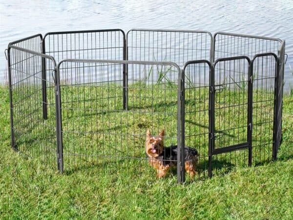 yorkie sitting in an x-pen on a grassy lawn