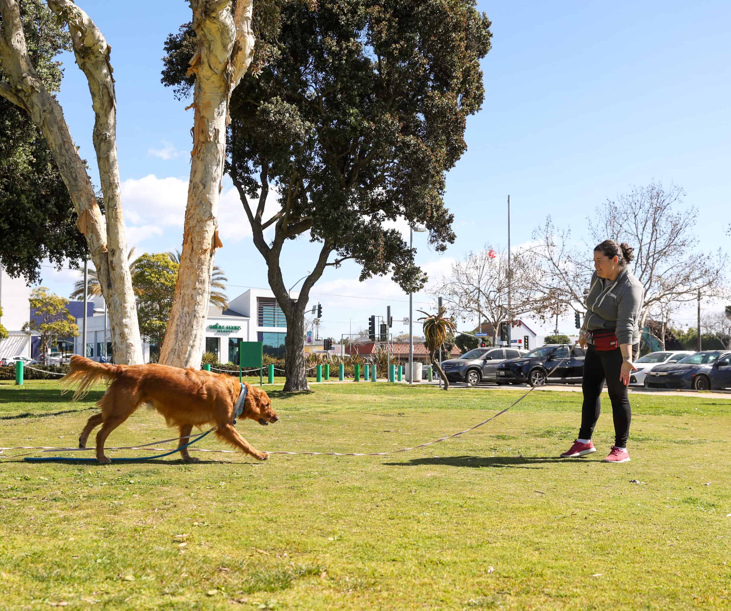 Private Dog Training Sessions with Certified Dog Trainers Fitdog