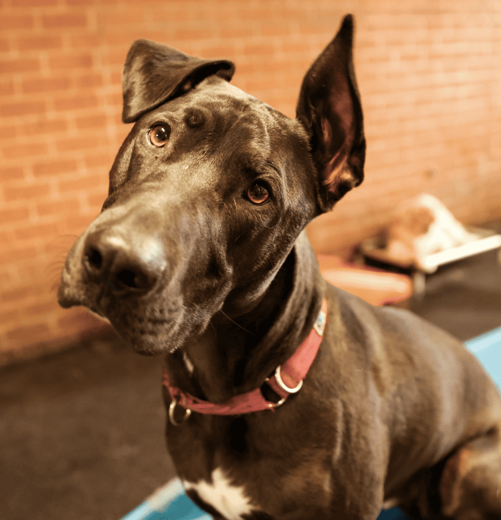 angus (black dog) looks at camera with head tilted