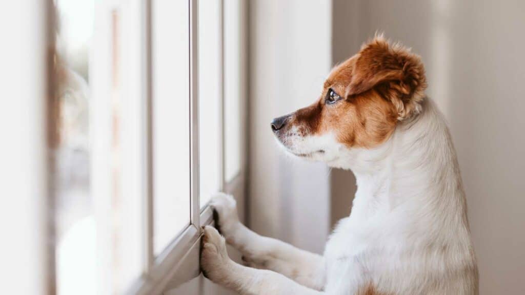 dog looking out window