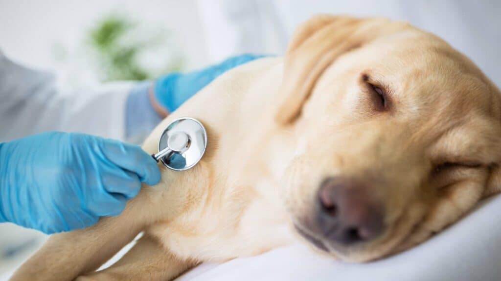 dog laying on vet table with stethescope on chest.