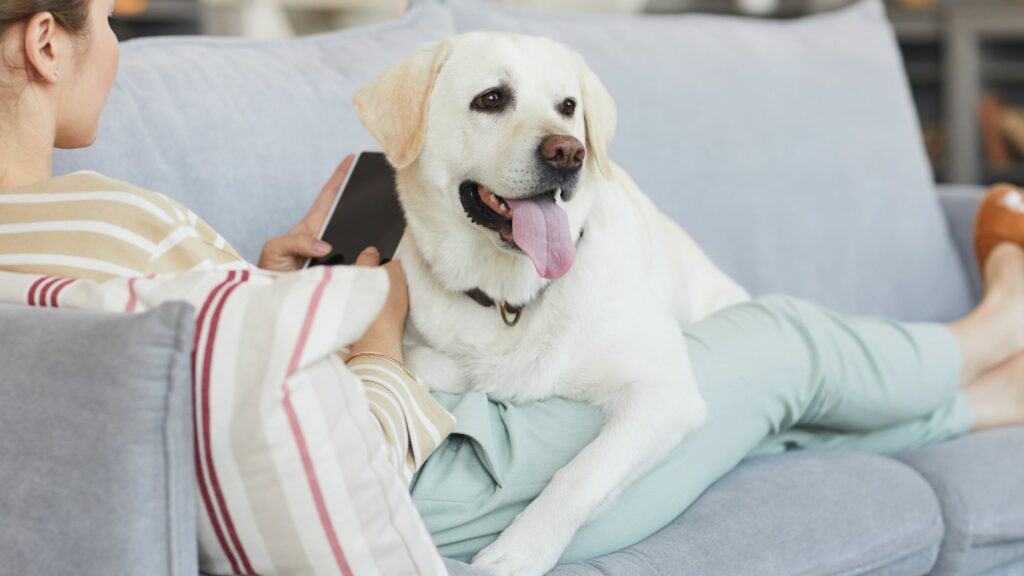 big white dog laying with owner on couch