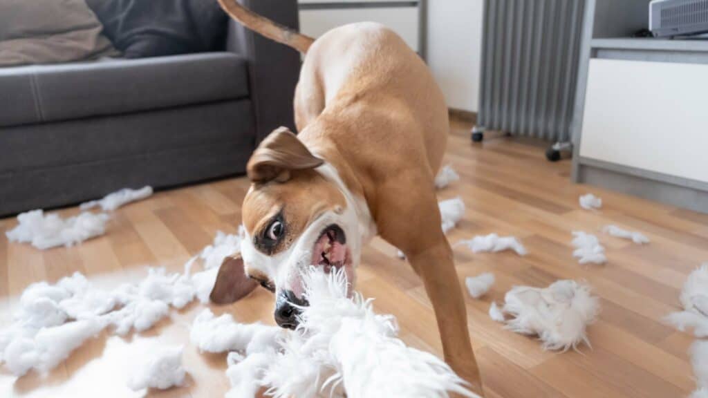 brown and white dog is destroying toy