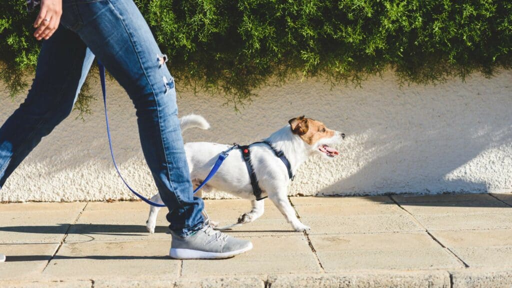 small white and brown dog walking with owner on leash